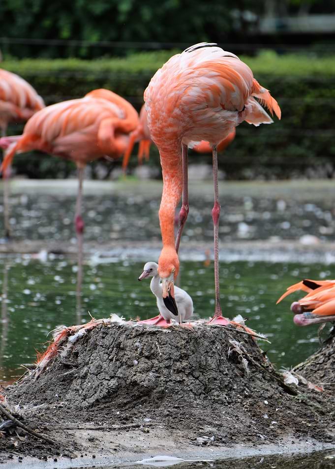 Flamingo with chick on nest