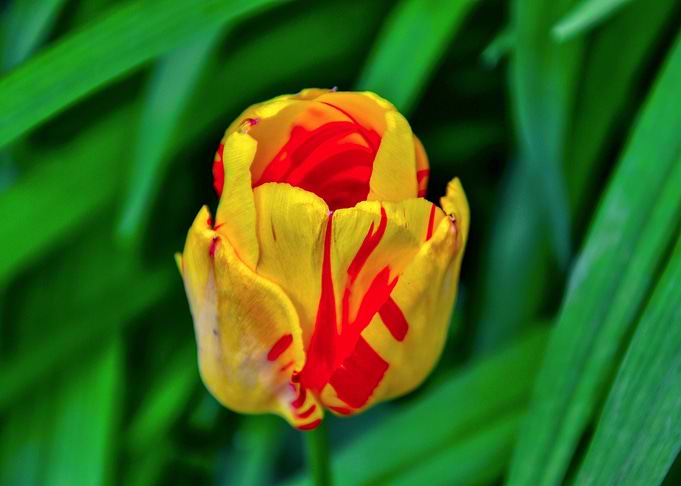 Yellow and Red Tulip Bud
