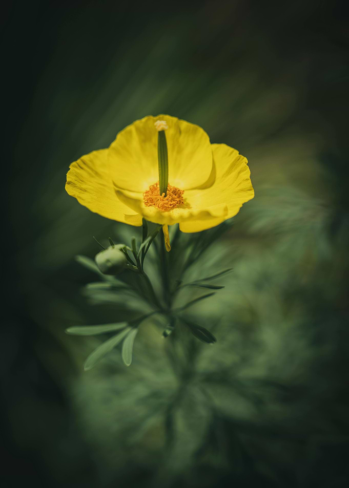Yellow Flower Close-Up