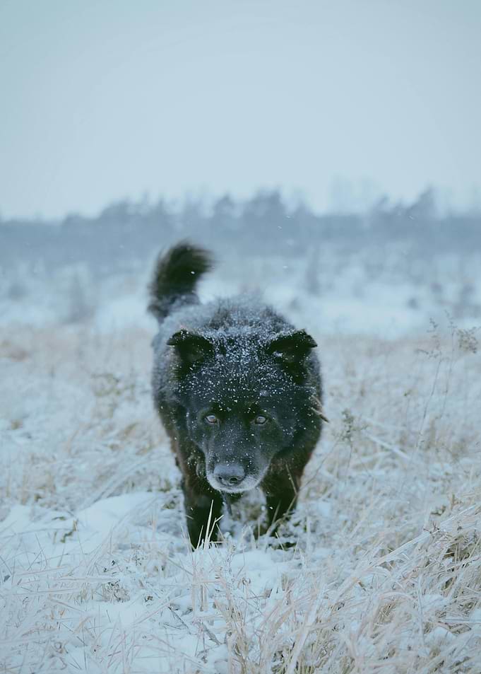Dog in Winter Wonderland