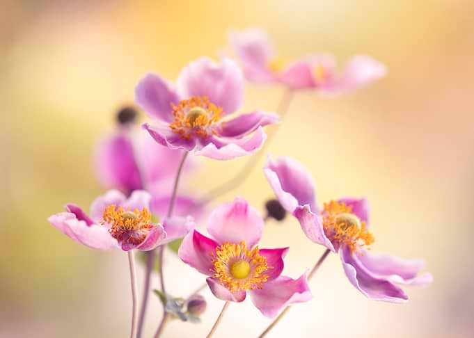 Pink Anemone Flowers in Soft Light