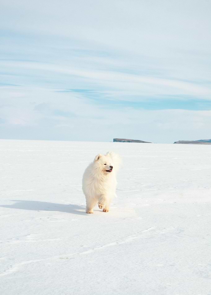 Samoyed dog running in snowy landscape