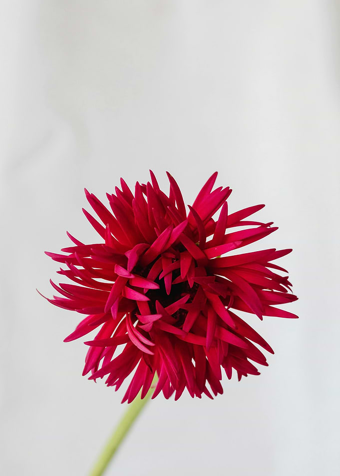 Red Dahlia Flower Close-Up