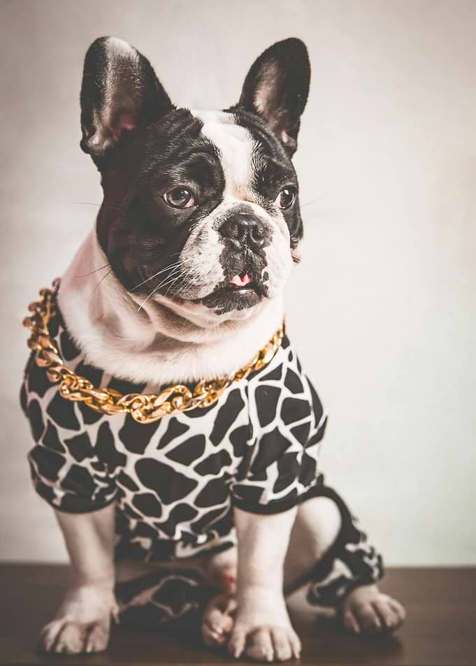 Dapper French Bulldog with Gold Chain