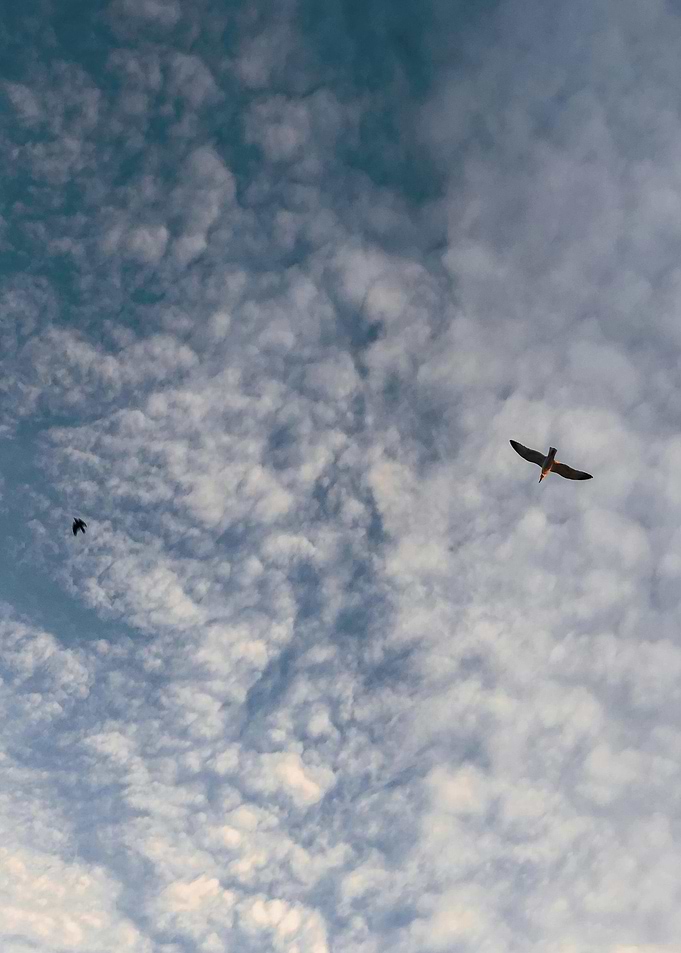 Birds Flying in Cloudy Blue Sky