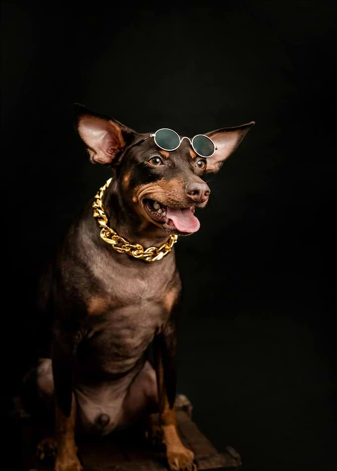Dog with Sunglasses and Gold Chain