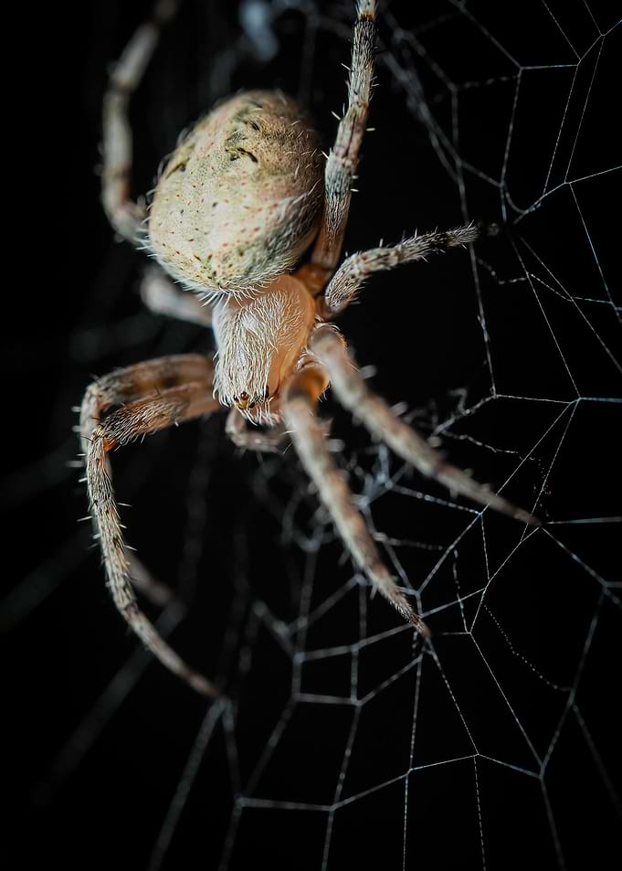 Spider on Web in Dark Setting
