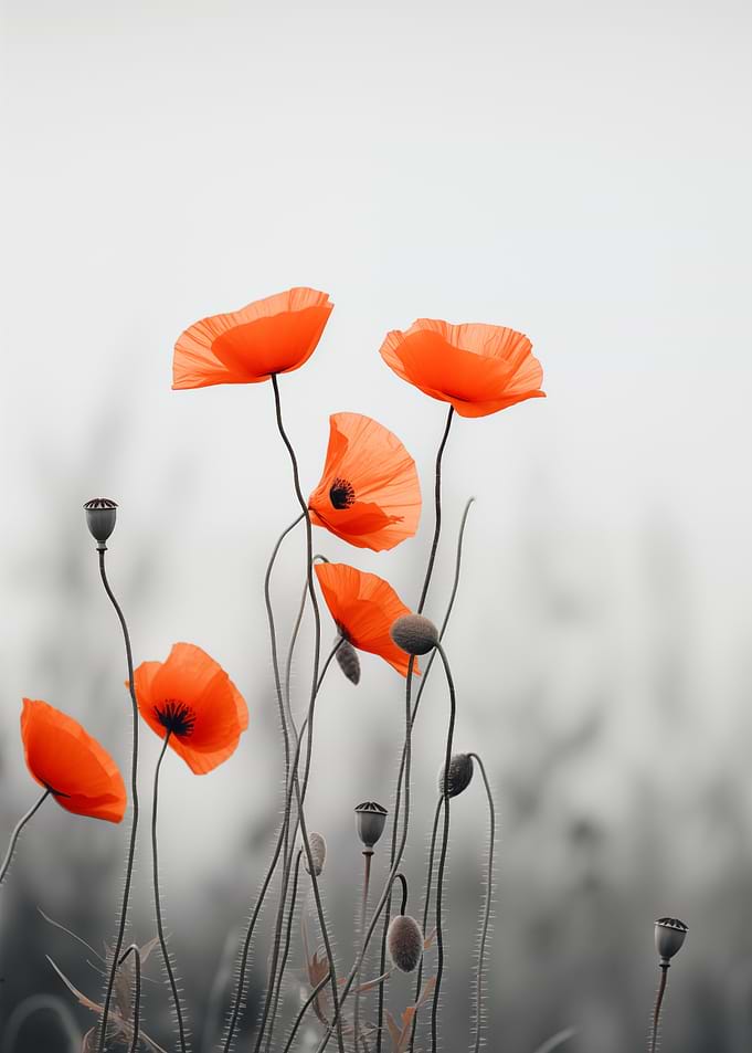 Red Poppies in Gray Field