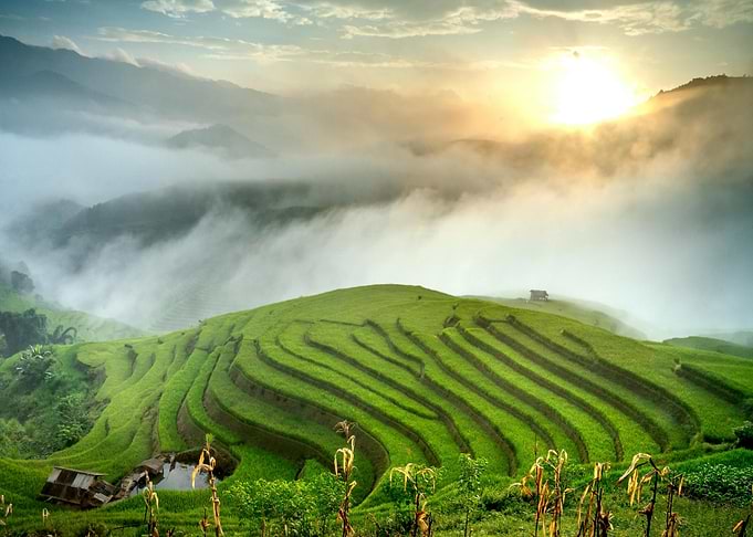 Lush Green Rice Terraces at Sunrise