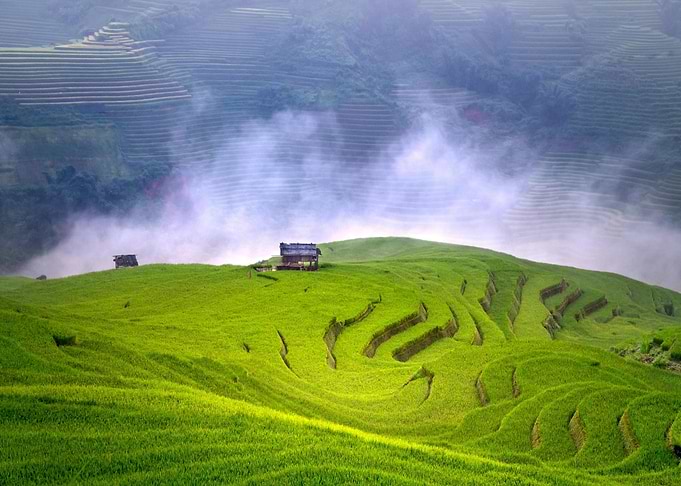 Lush Green Rice Terraces with Huts