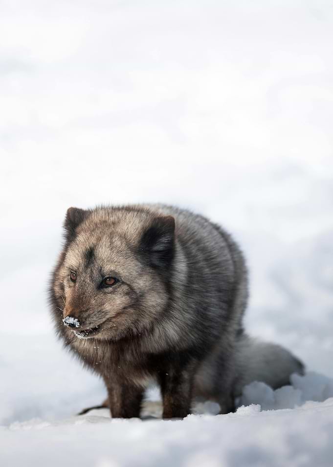 Arctic Fox in Winter Snow