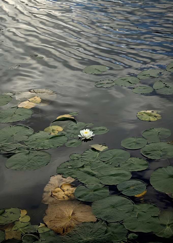 Water Lily on a Pond
