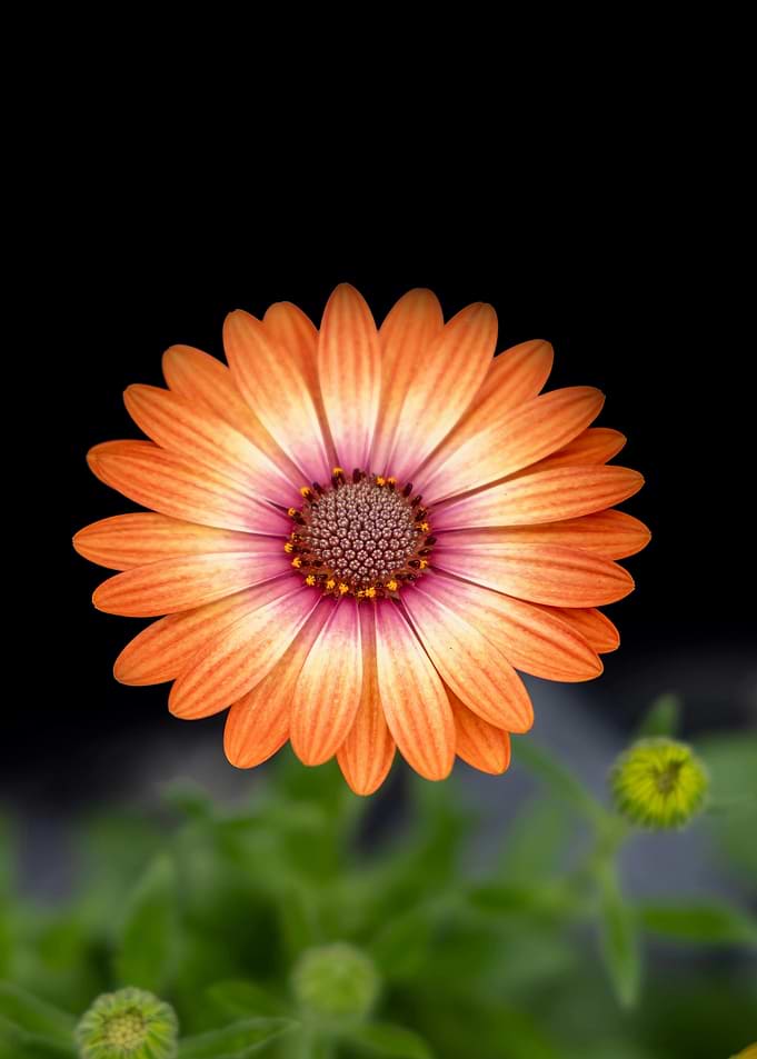 Orange Osteospermum Flower on Black Background
