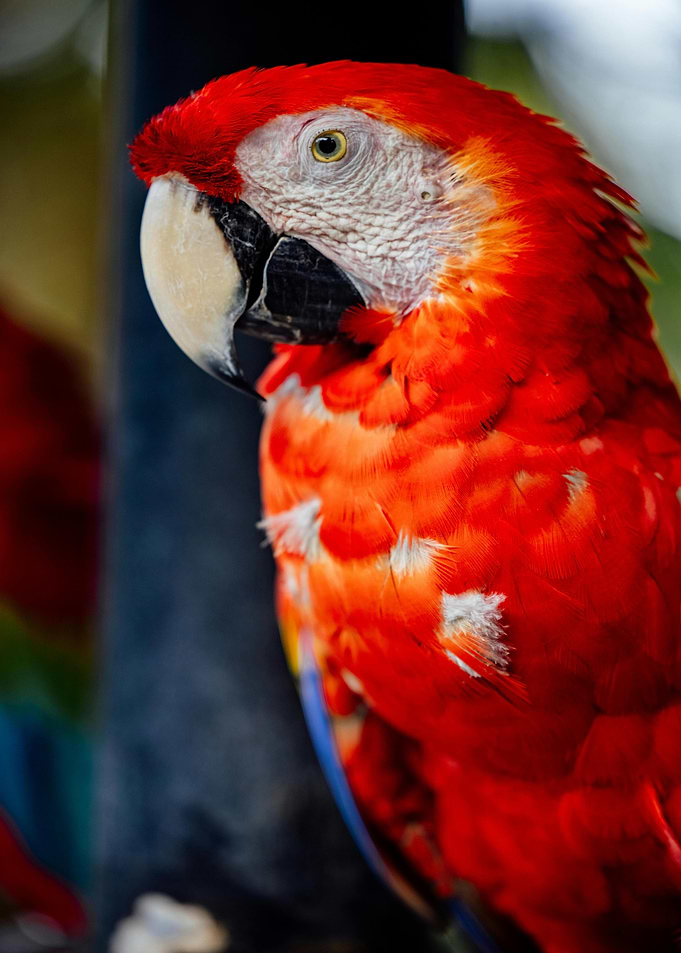 Scarlet Macaw Portrait