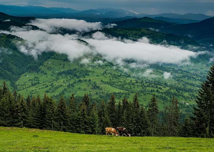 Green Mountain Landscape with Cows