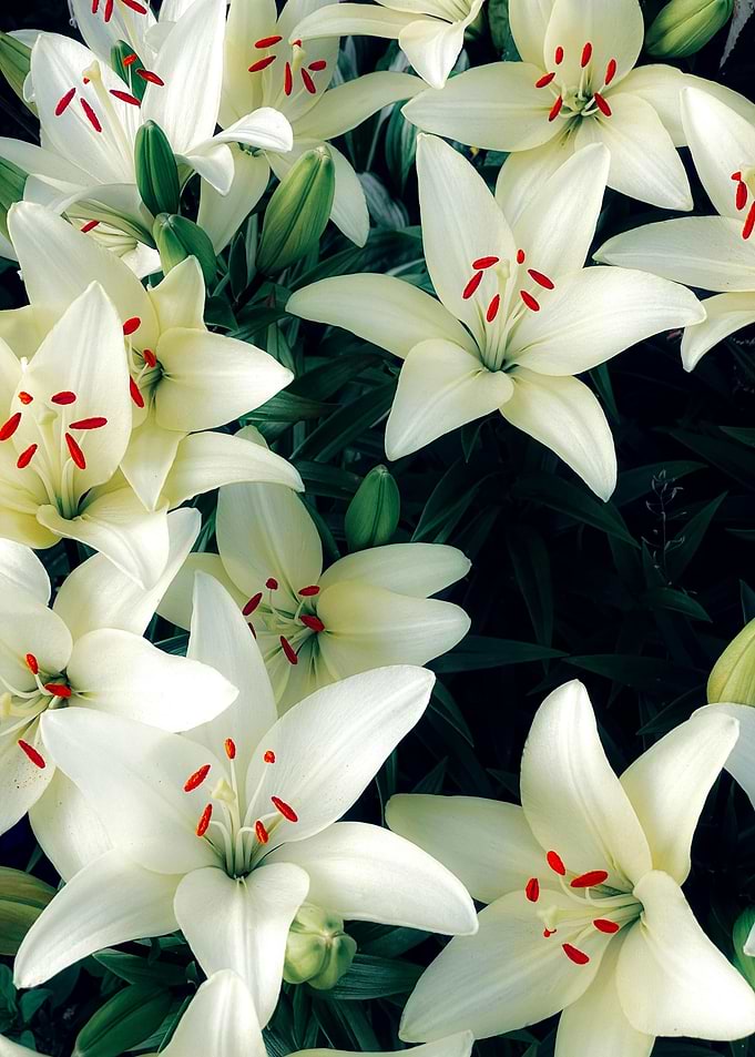 White Lilies with Red Stamens