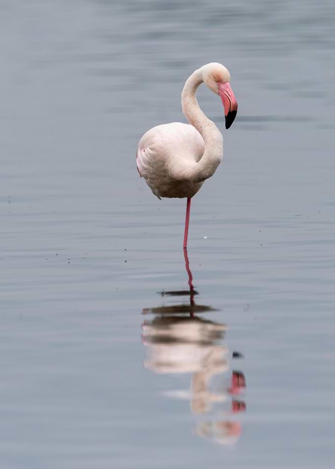 Flamingo standing in water reflection