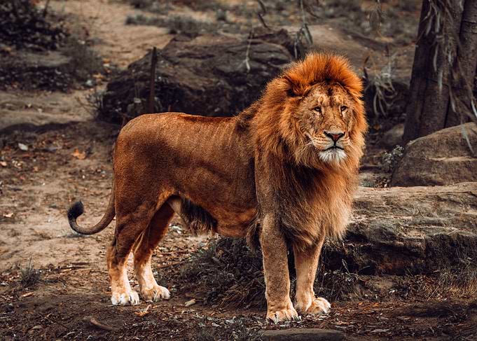 Majestic Lion Portrait in Natural Habitat