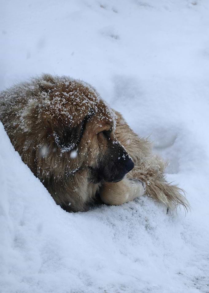 Dog Resting in Snow