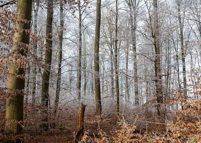 Winter Forest with Frost-Covered Trees