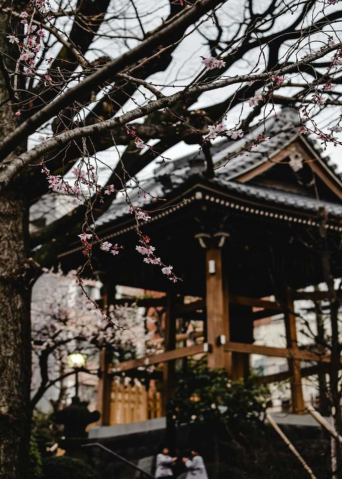 Japanese Temple with Cherry Blossoms