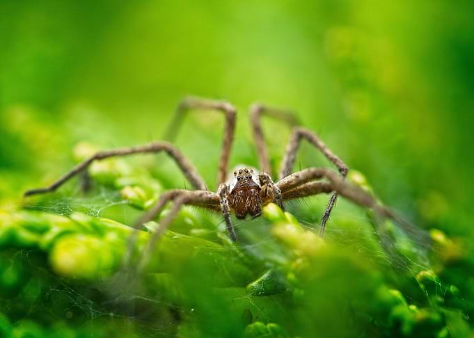 Spider on Green Foliage