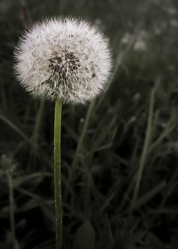 Dandelion Seed Head Close-Up