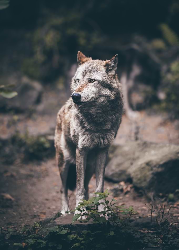 Wolf Portrait in Natural Habitat