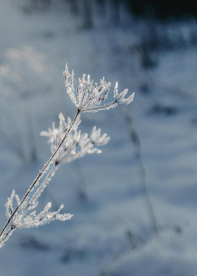 Frosted plant in winter landscape