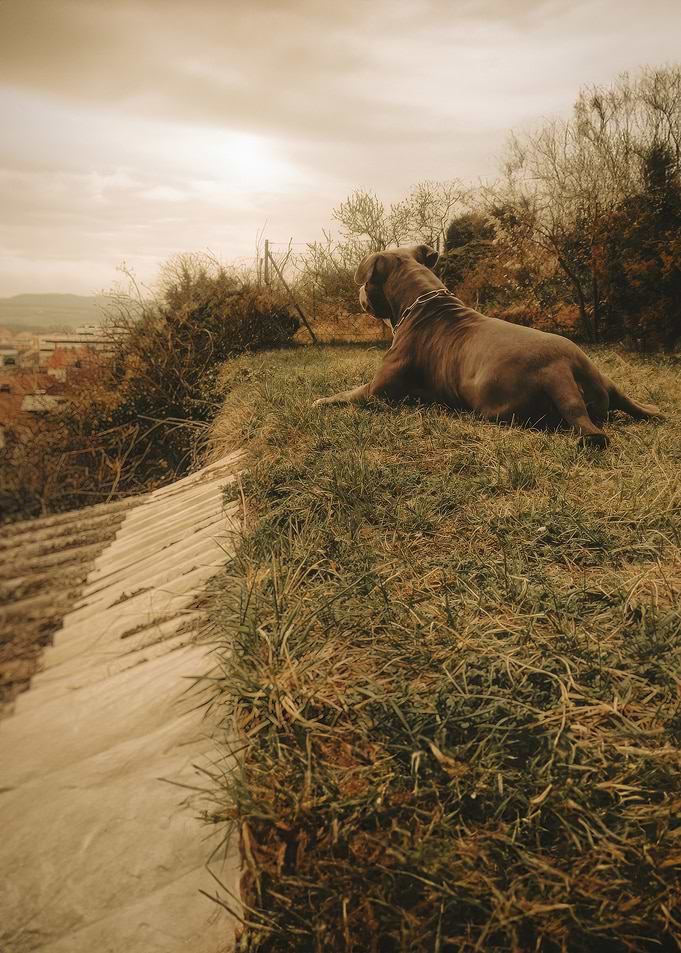 Dog Resting on Grassy Hillside
