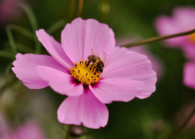 Bee on Pink Cosmos Flower