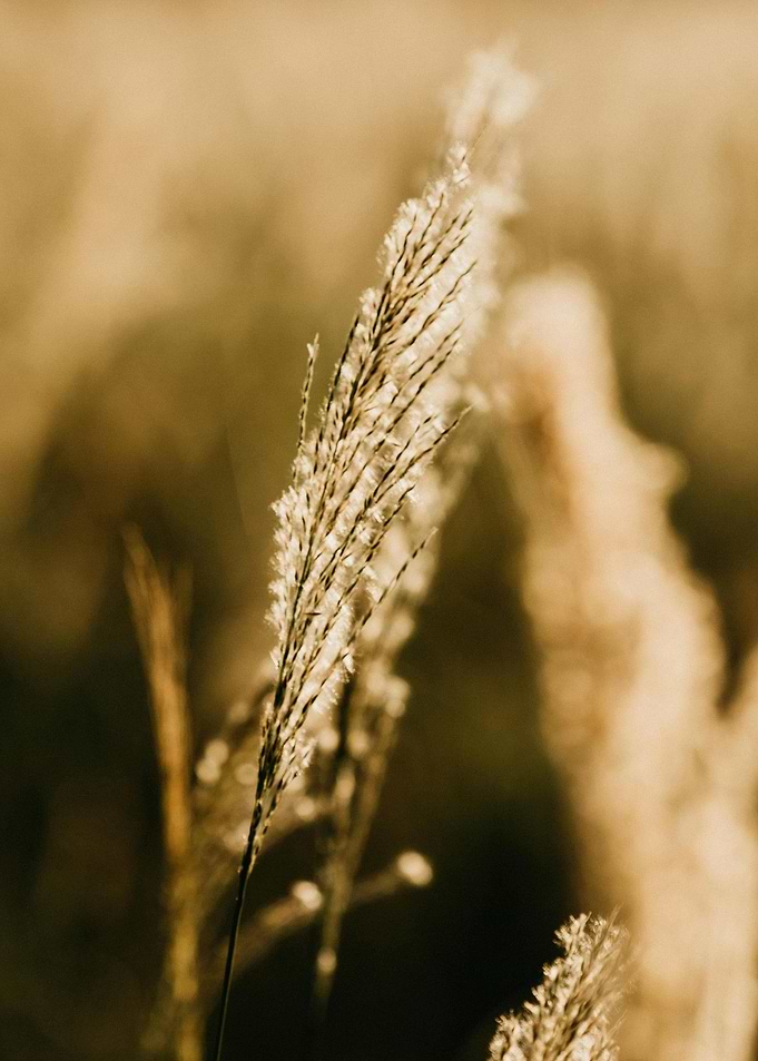 Golden Grass Close-Up