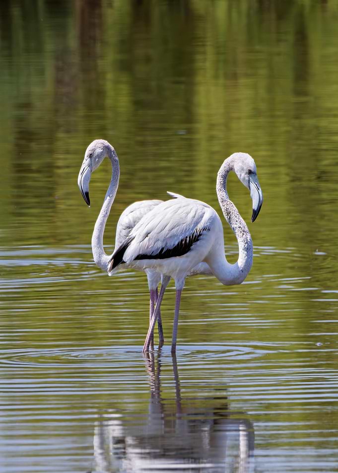 Two Flamingos in Water