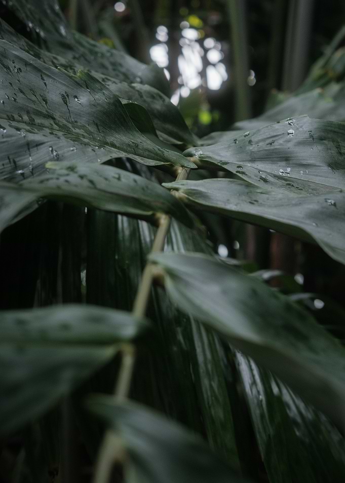 Lush Green Leaves with Water Droplets
