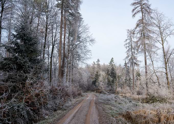 A winter Forest Path