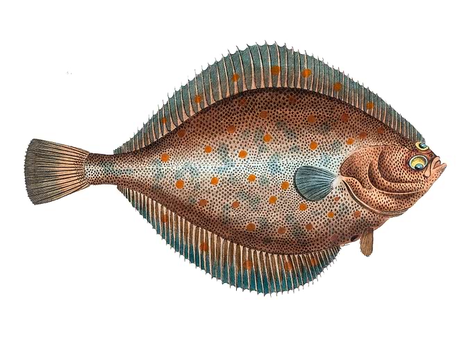 Vintage Flounder Fish Illustration