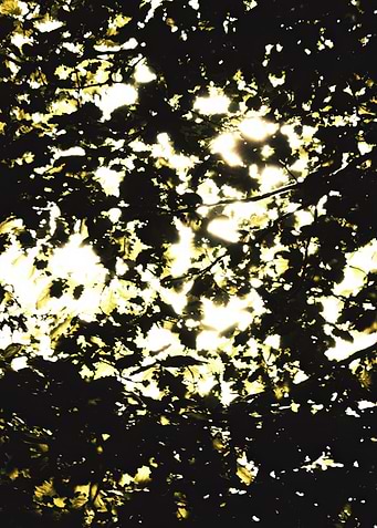 Sunlight Through Leaves