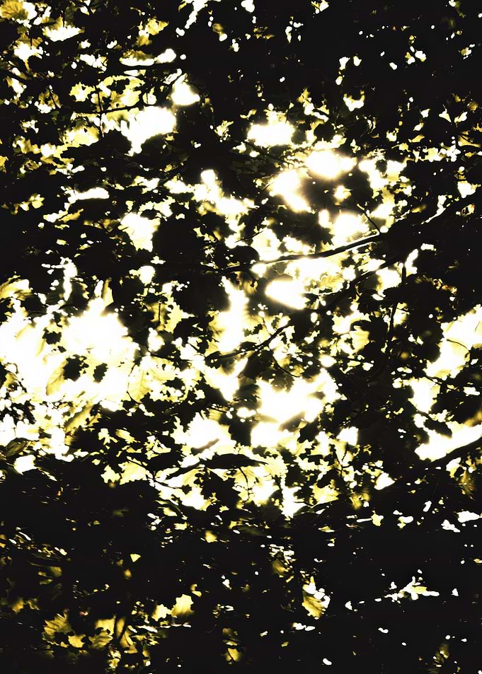 Sunlight Through Leaves