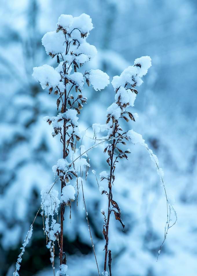 Snow-covered plants in winter landscape