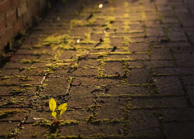 Golden Sprout