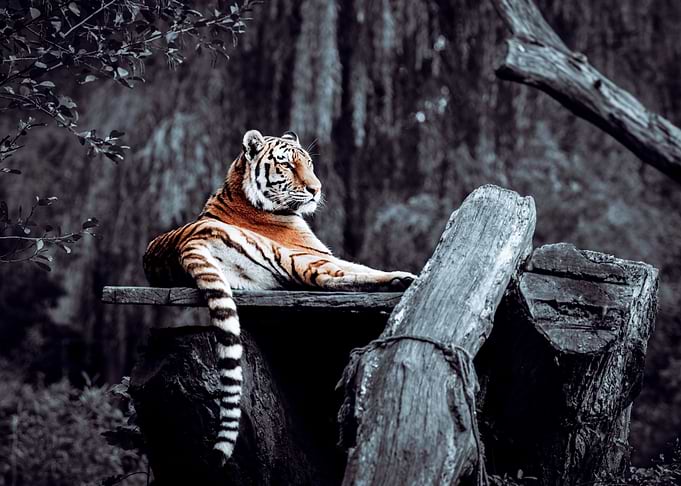Resting Tiger on Wood