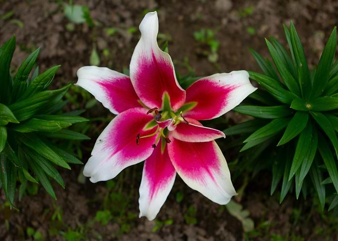 Pink and White Lily Close-Up