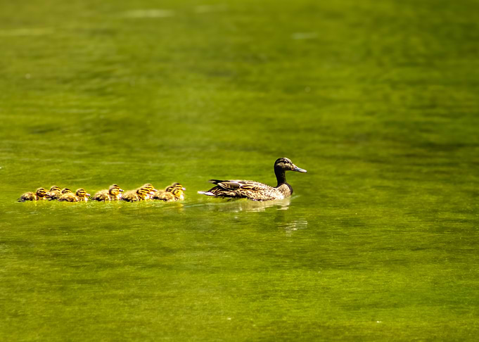 Duck and ducklings swimming in water