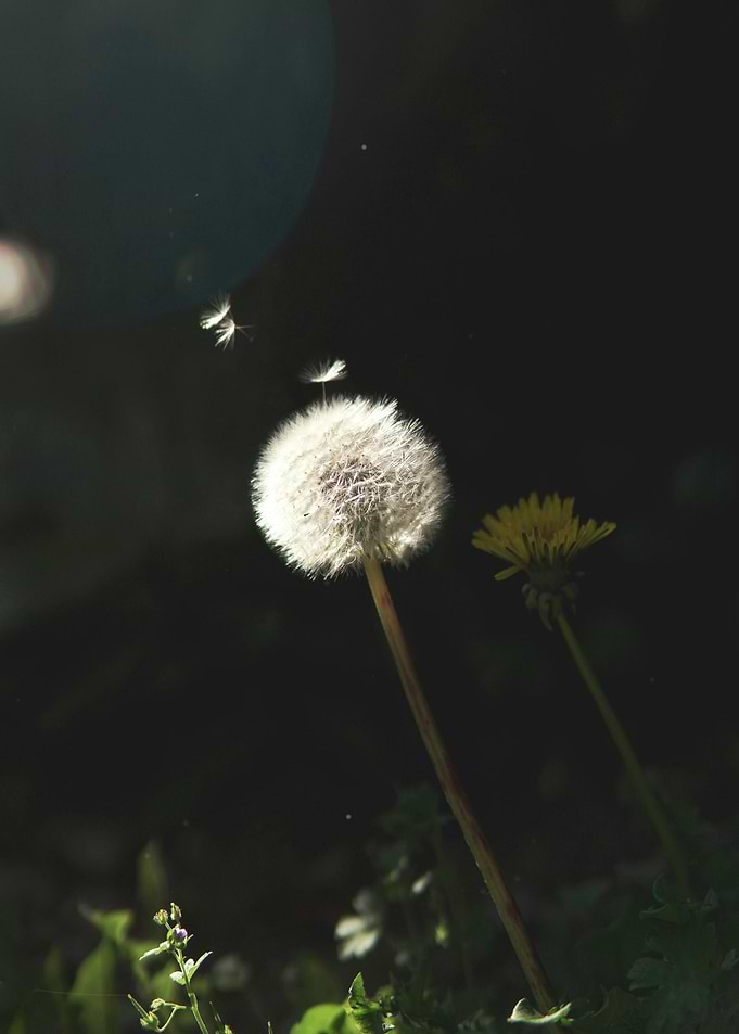 Dandelion in Dark