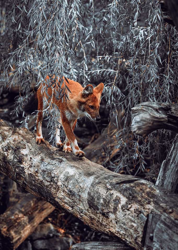 Dhole on a Log