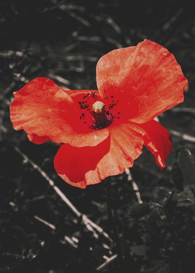 Vibrant Red Poppy Flower Close-Up