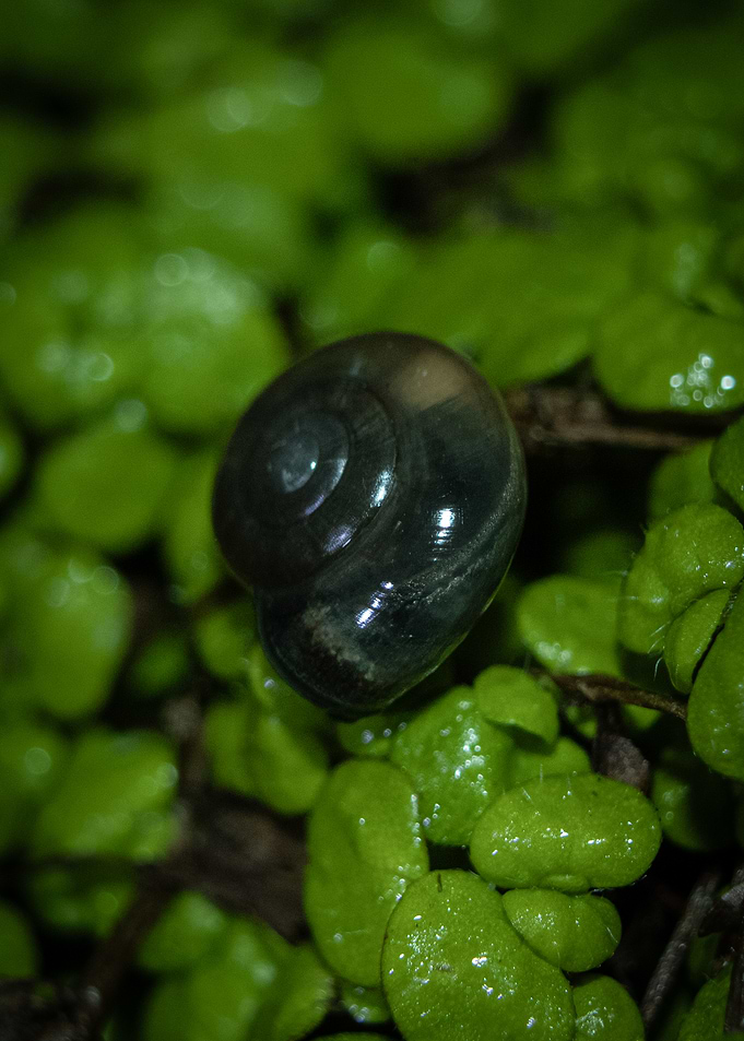 Snail Shell on Green Plants