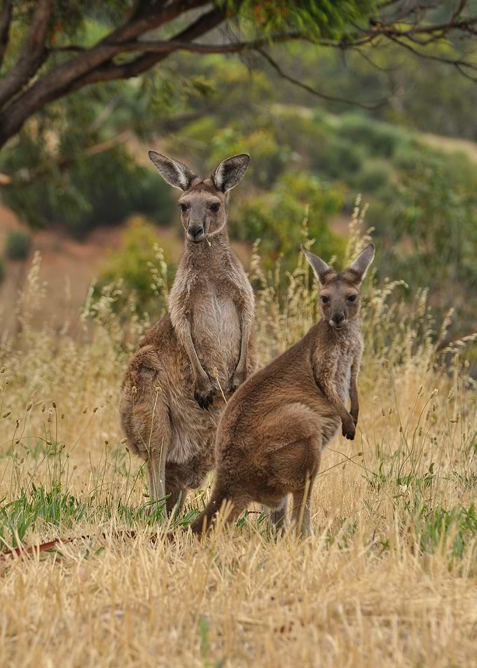 Two Kangaroos in a grassy field