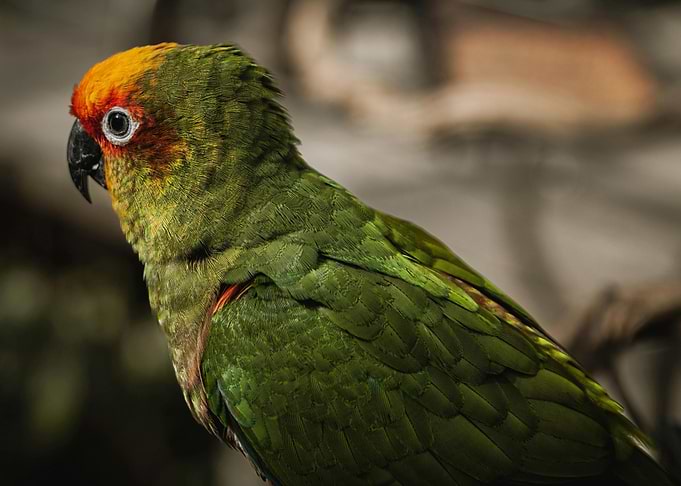 Olive-Throated Parakeet Portrait