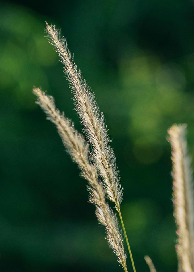 Close-up of Grass Plumes